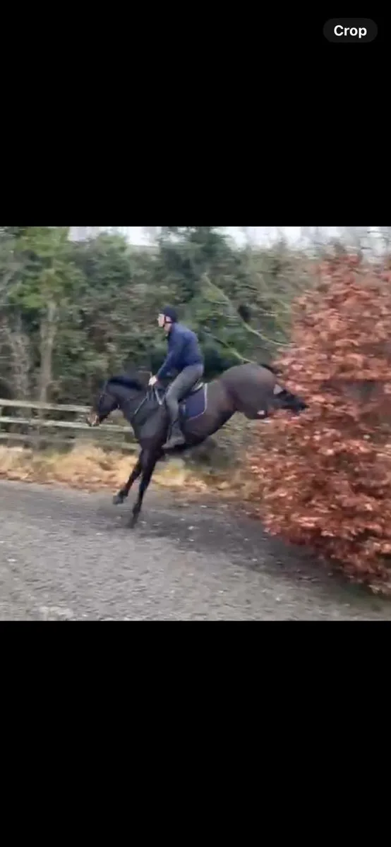 Irish sport horse - Image 1