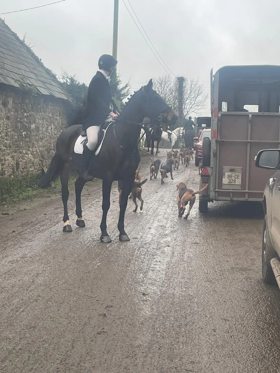 Irish sport horse - Image 2