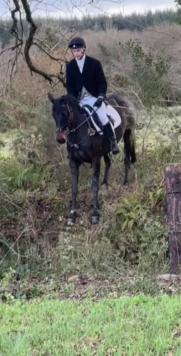 Irish sport horse - Image 3