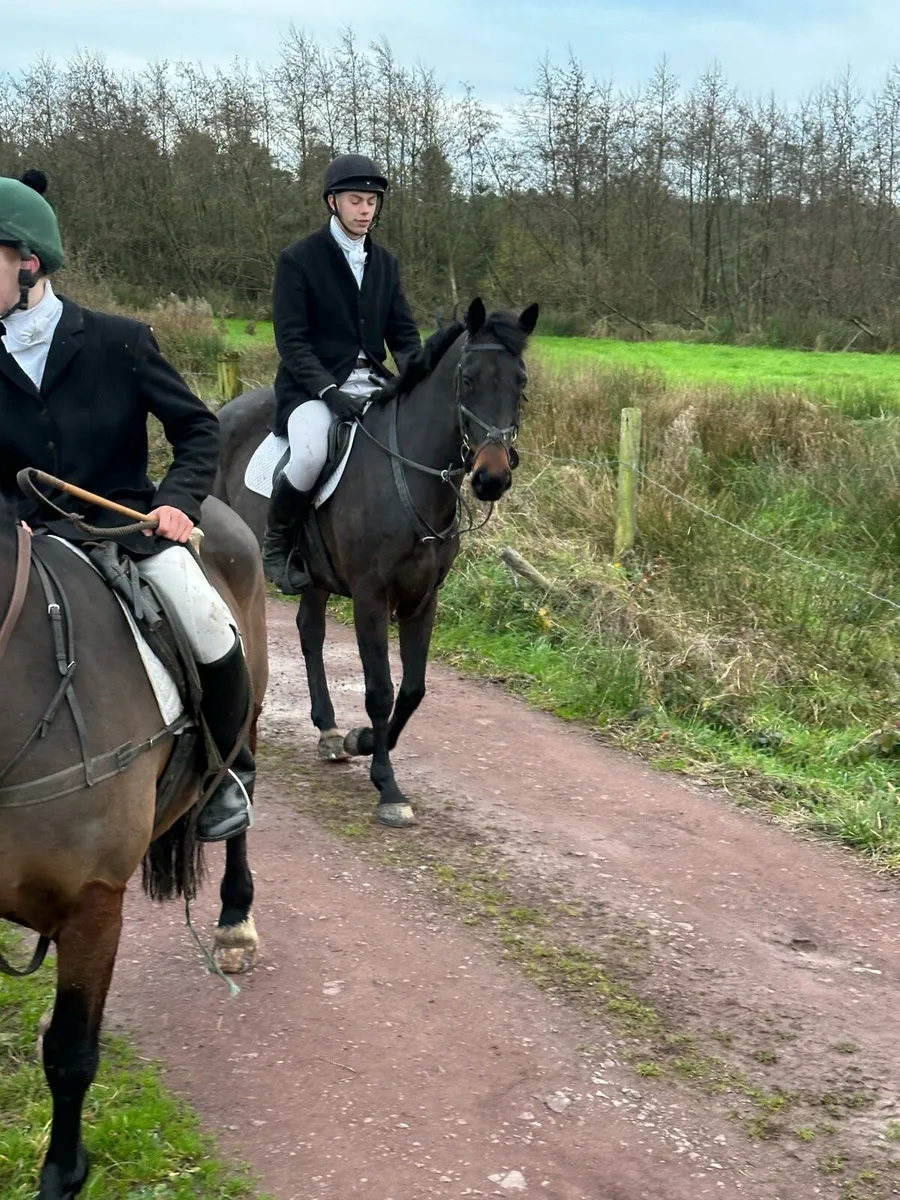 Irish sport horse - Image 4