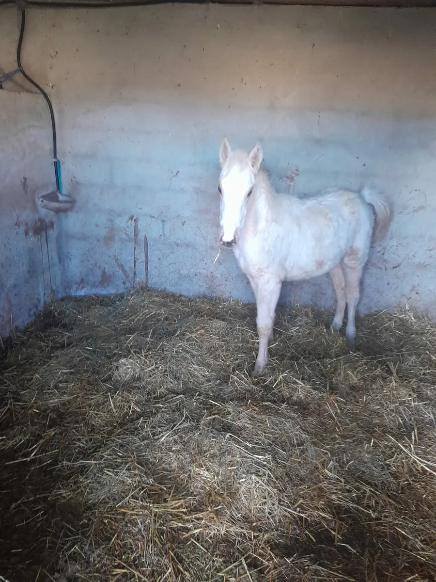 Filly foal - Image 1