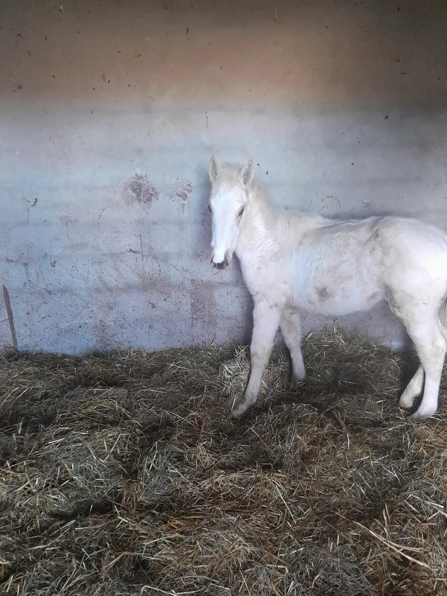 Filly foal - Image 2