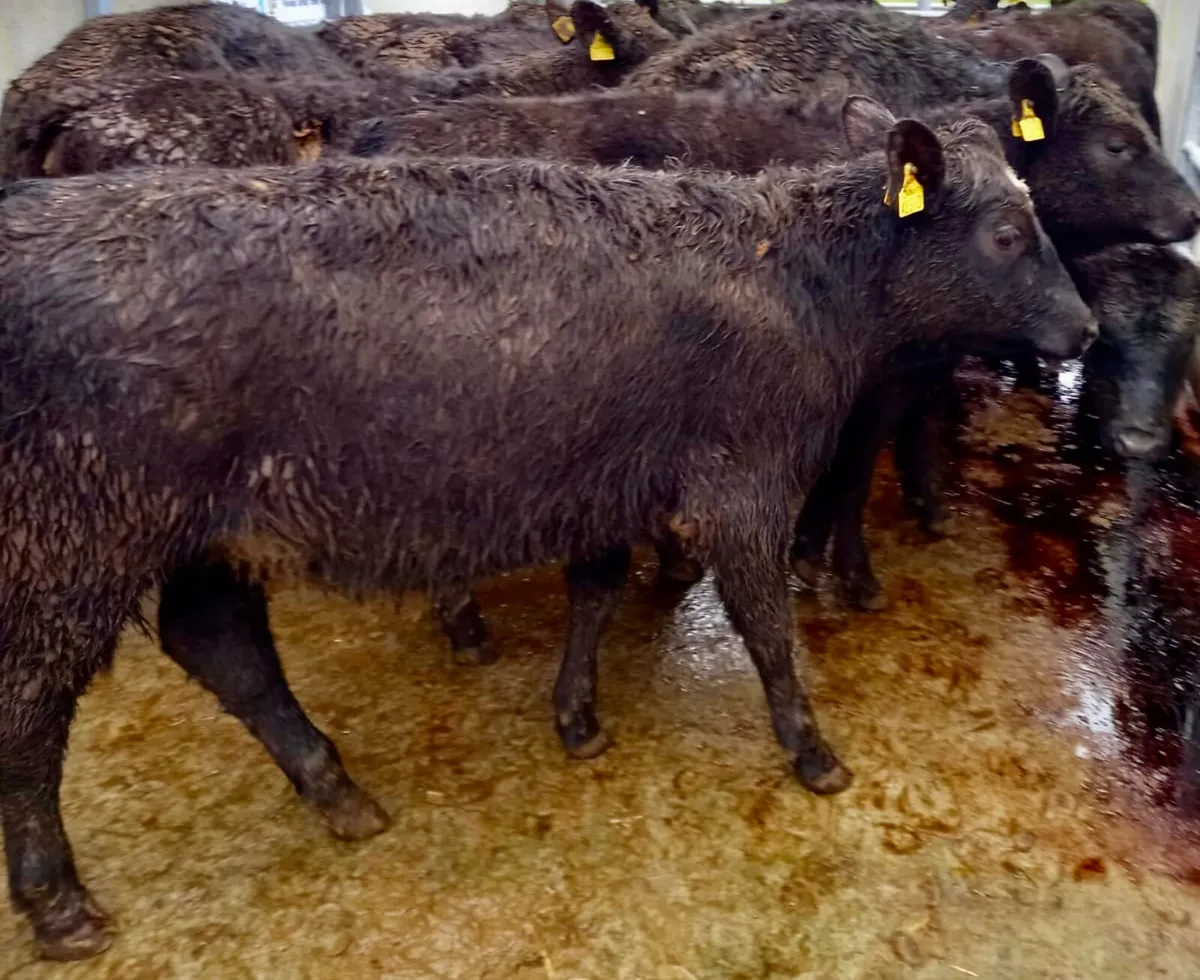 Rough N Ready @ Leinster Livestock - Image 2