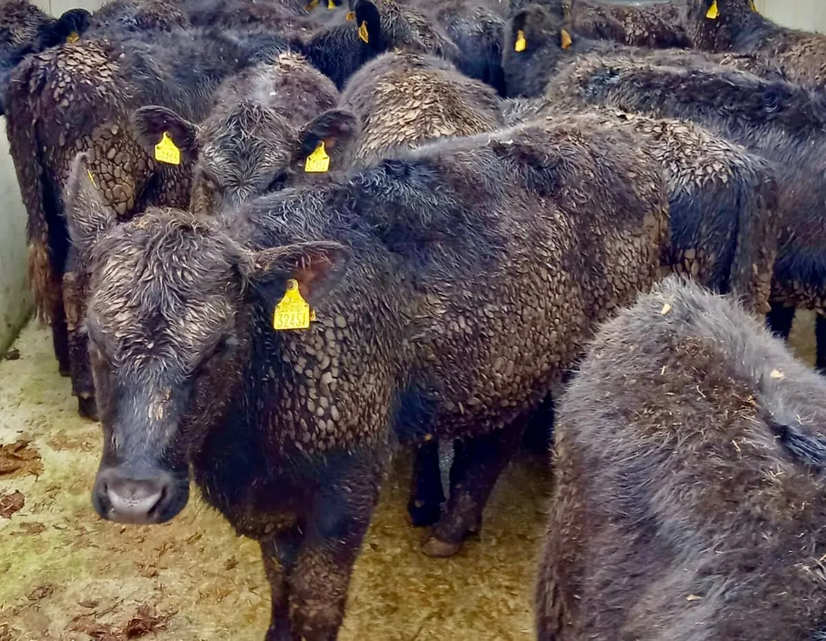 Rough N Ready @ Leinster Livestock - Image 3