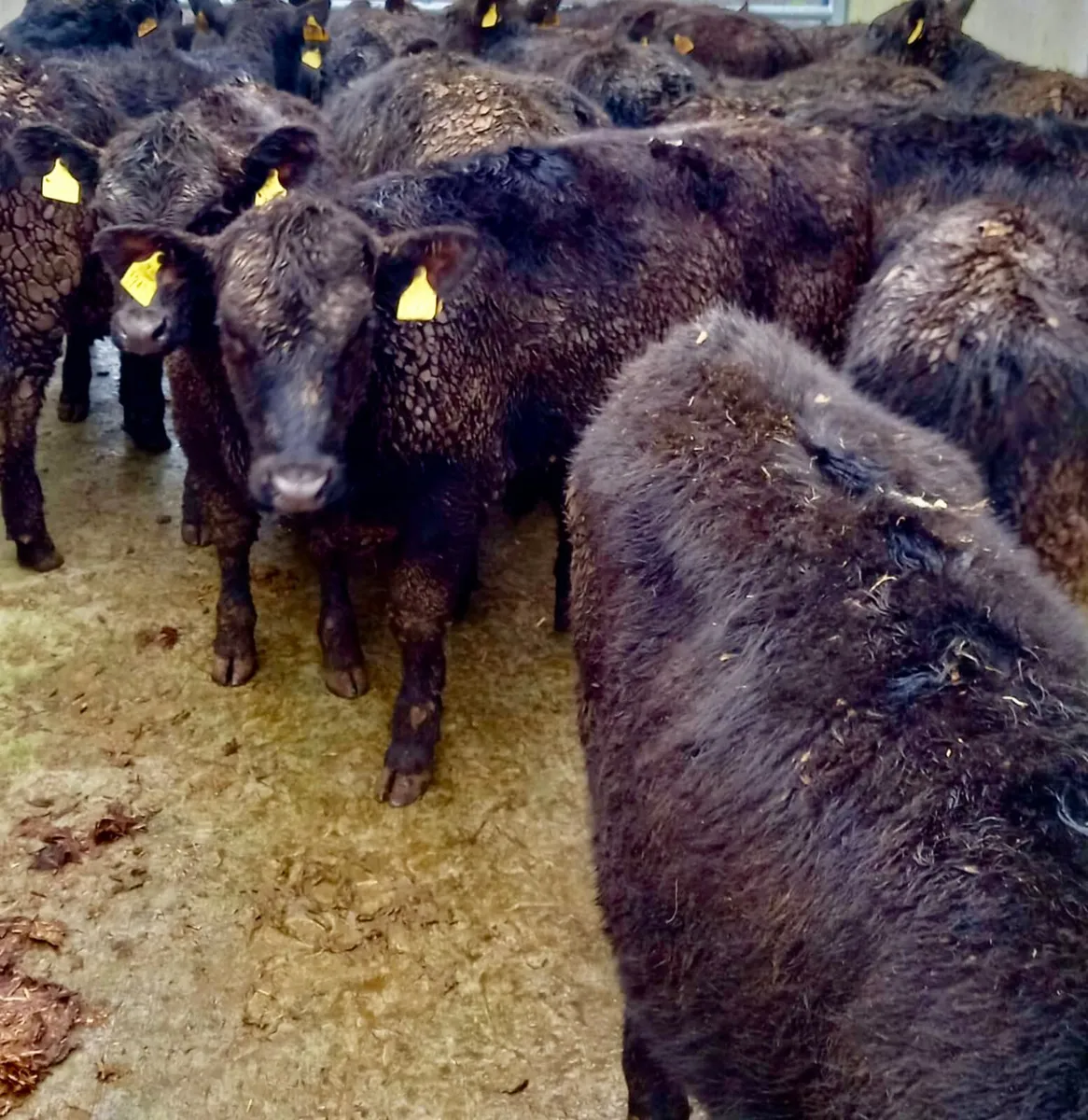 Rough N Ready @ Leinster Livestock - Image 4