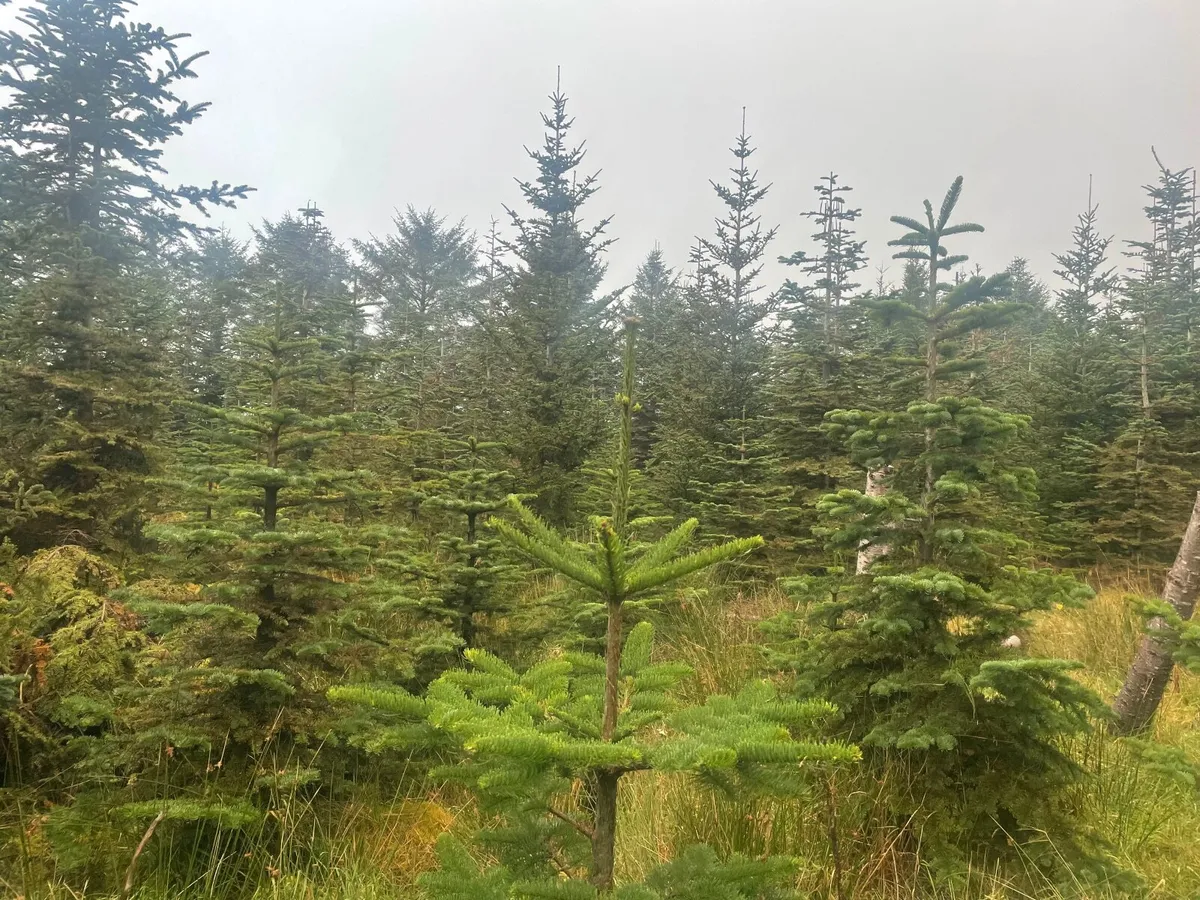 Christmas Trees - Image 1