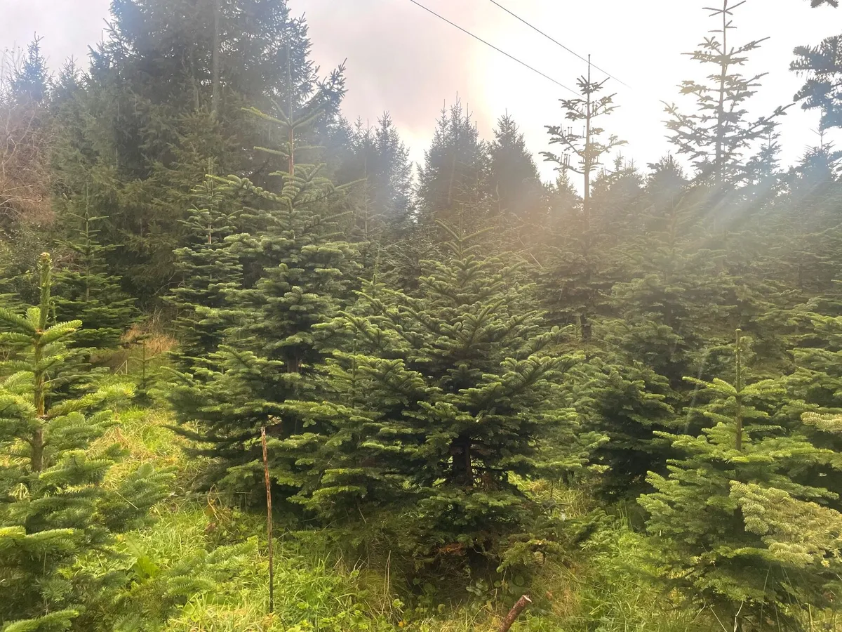 Christmas Trees - Image 2