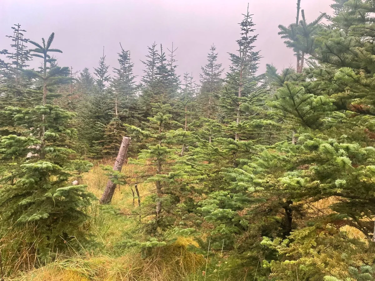 Christmas Trees - Image 3