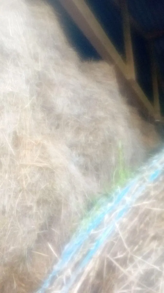 Hay for sale - Image 2