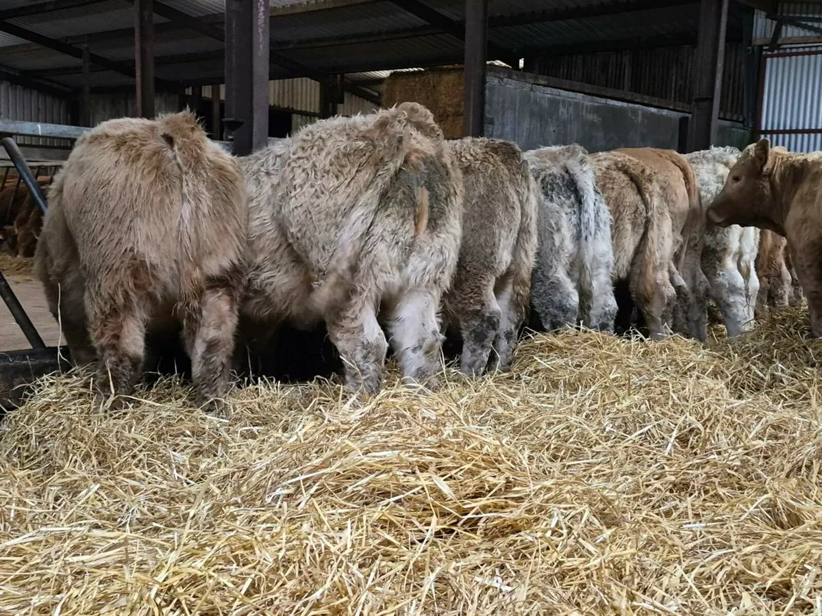 15 Exceptional Charollais Heifer Weanlings - Image 1