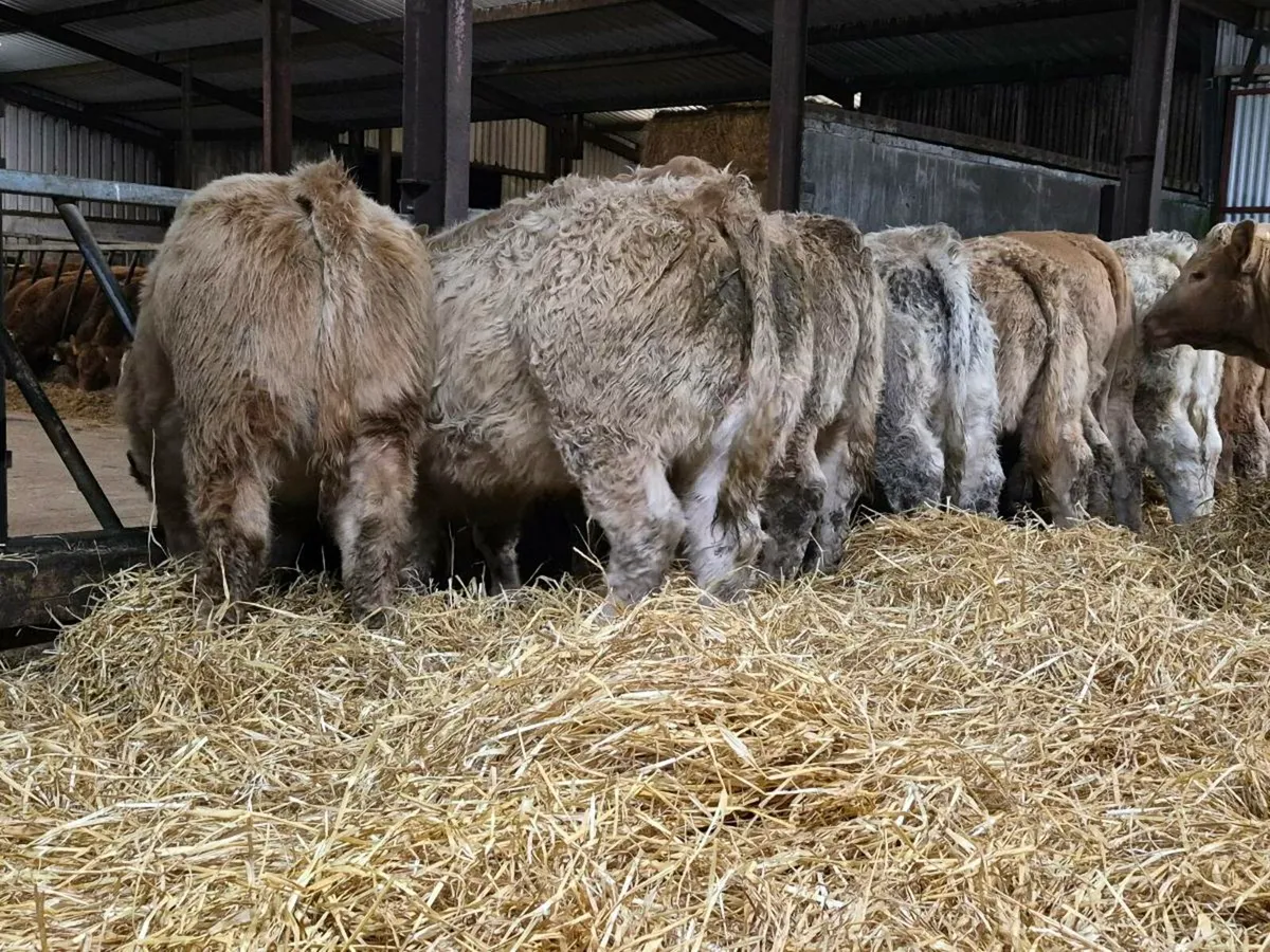 15 Exceptional Charollais Heifer Weanlings - Image 2