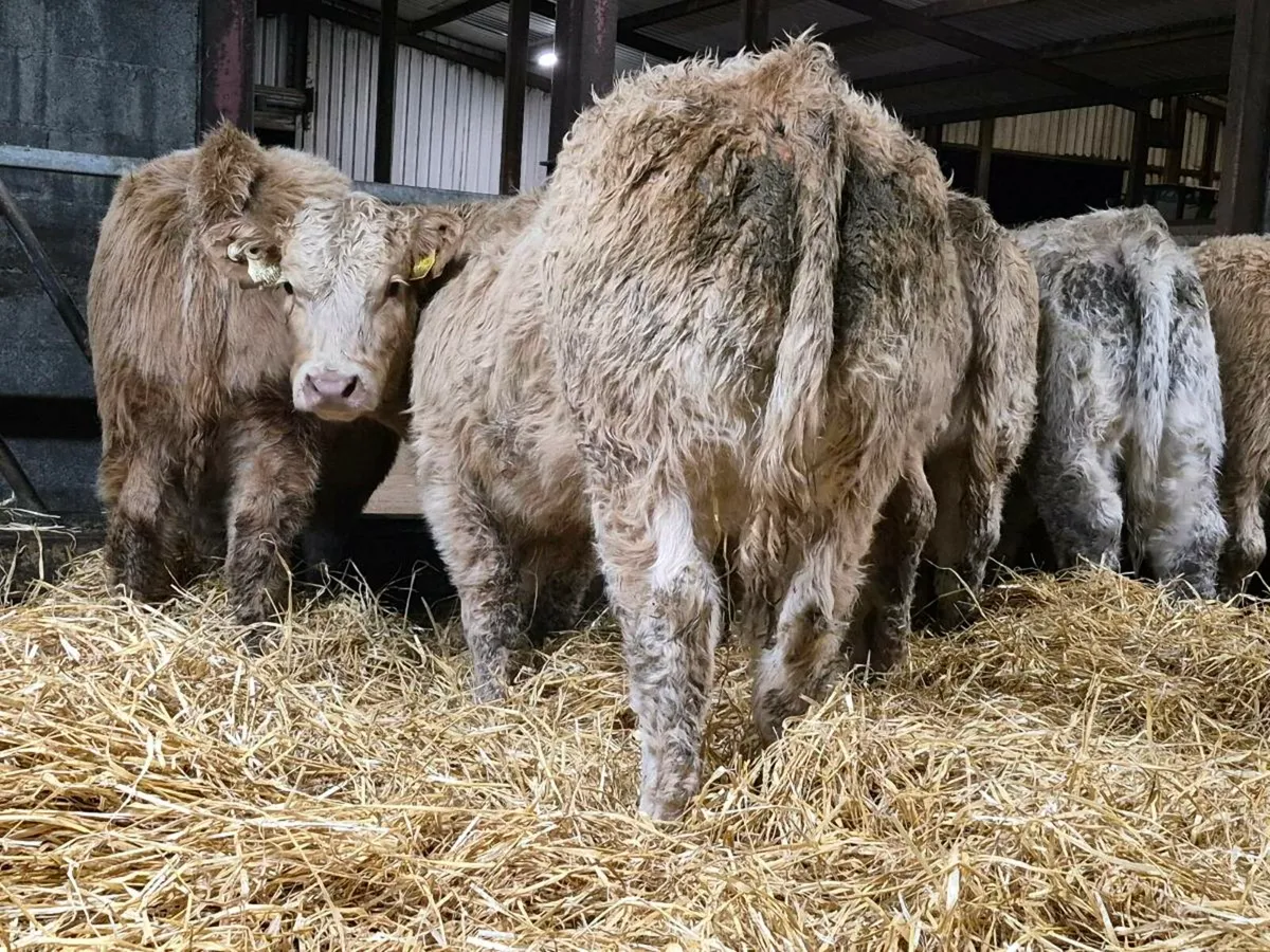 15 Exceptional Charollais Heifer Weanlings - Image 3