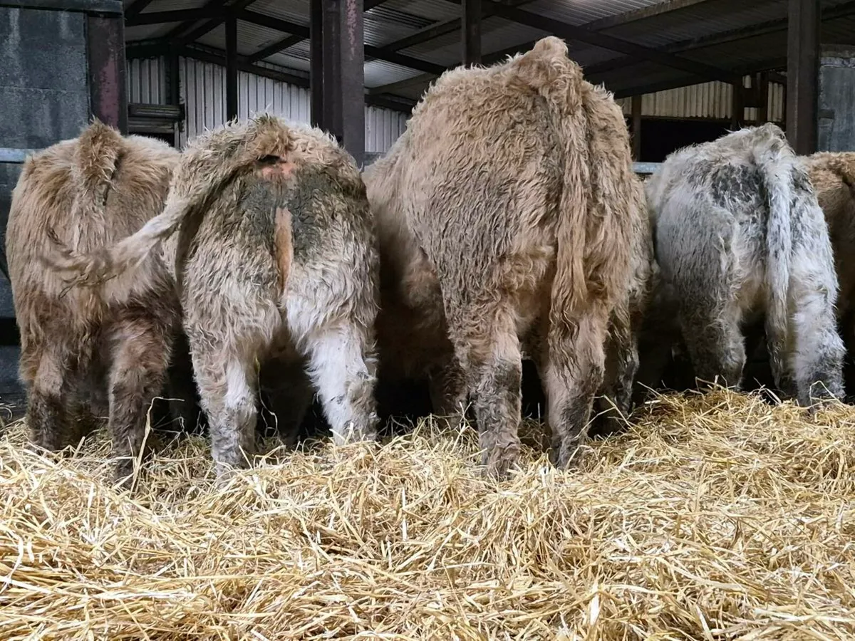 15 Exceptional Charollais Heifer Weanlings - Image 4