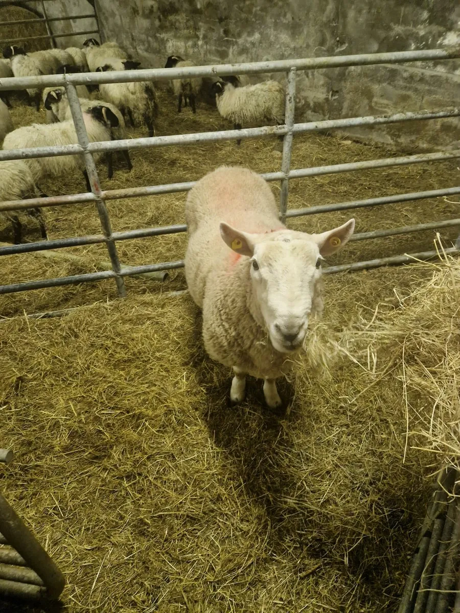 North county Cheviot Ram - Image 1