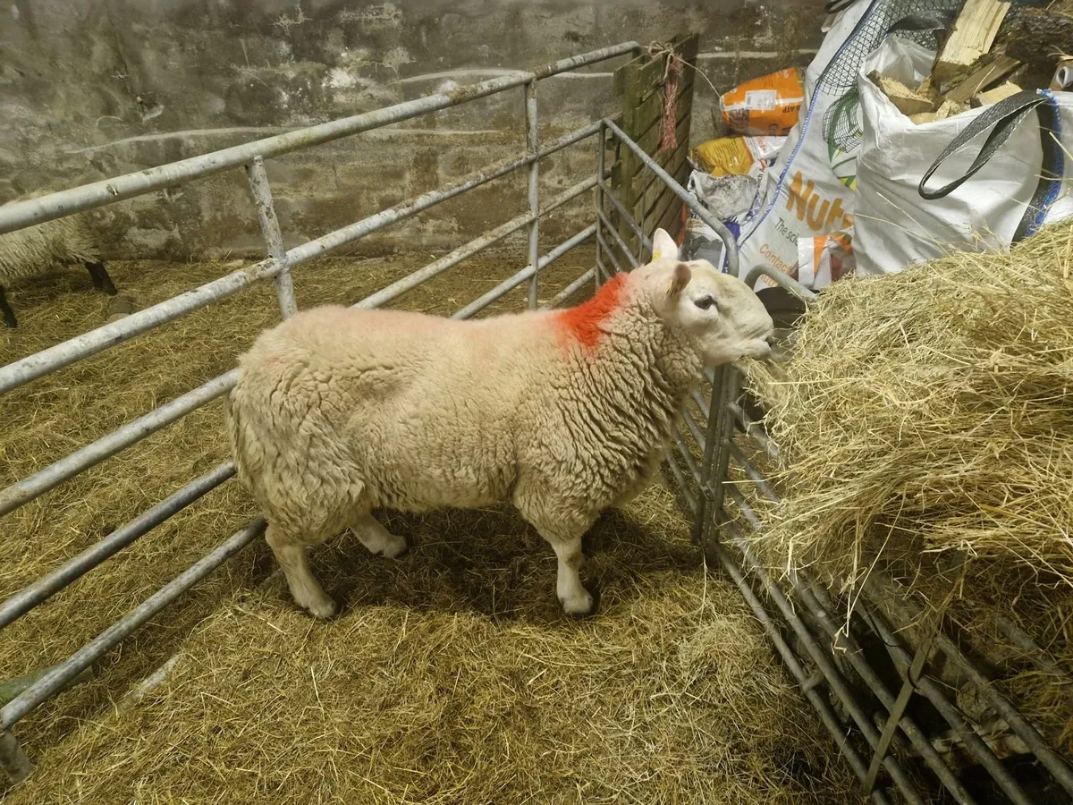North county Cheviot Ram - Image 2