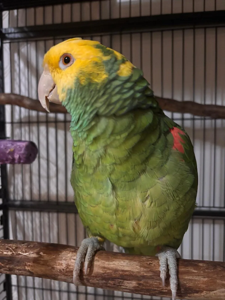Amazon Parrot - Image 1