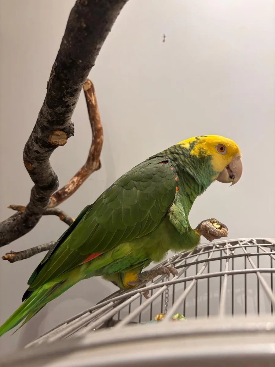 Amazon Parrot - Image 2