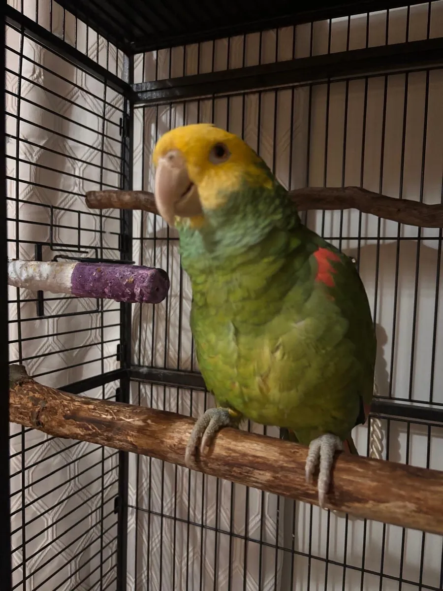Amazon Parrot - Image 3