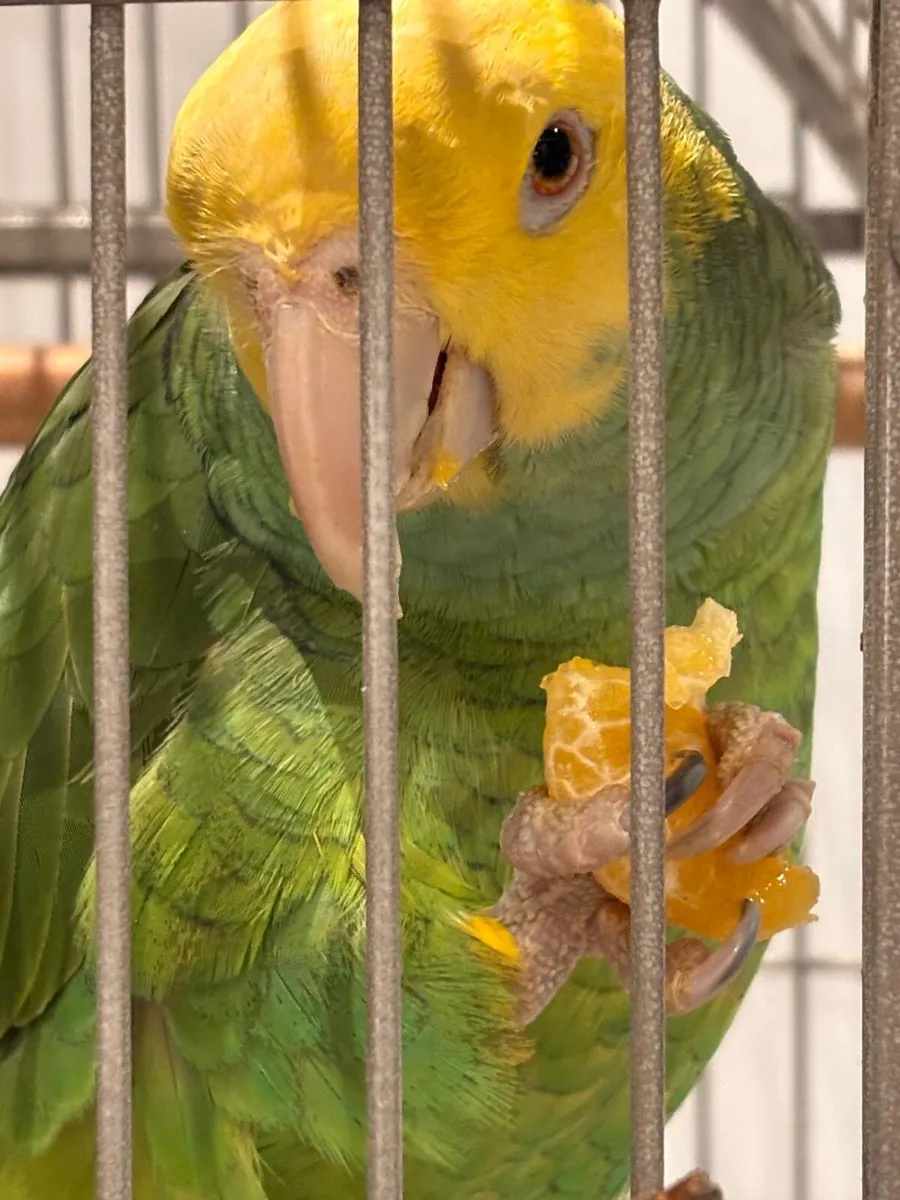 Amazon Parrot - Image 4