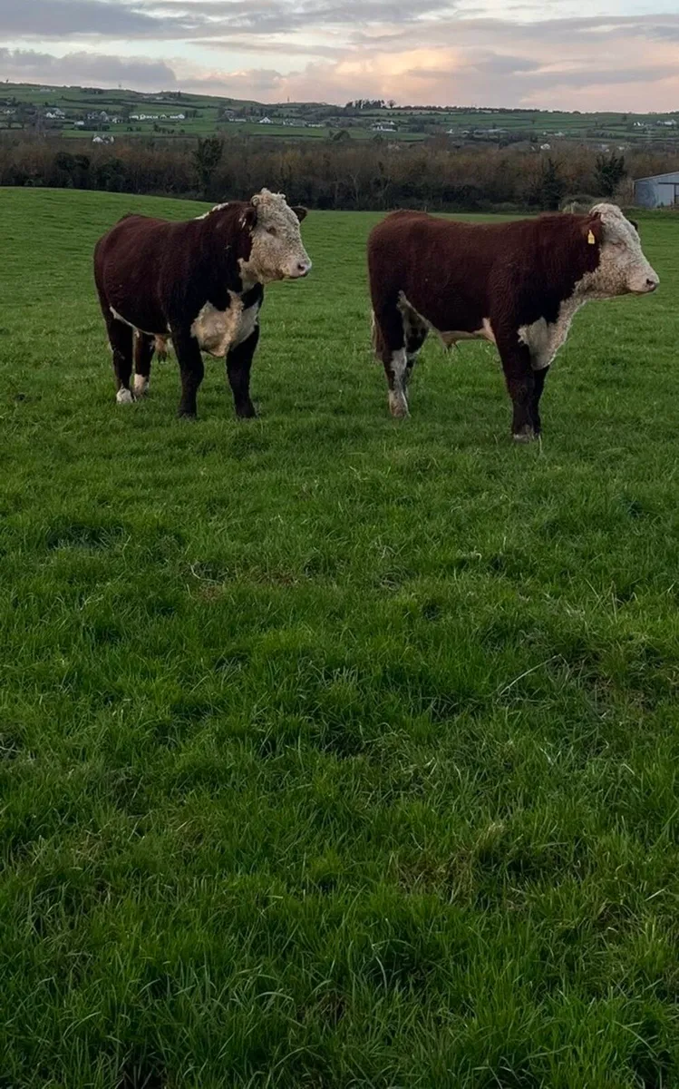 Hereford Bulls - Image 2