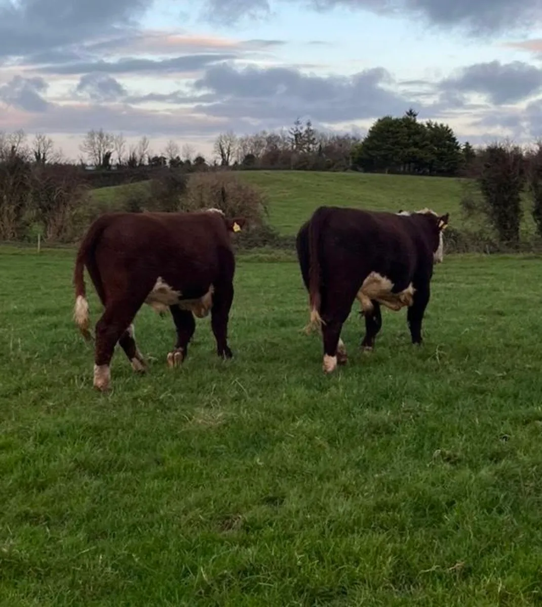 Hereford Bulls - Image 3
