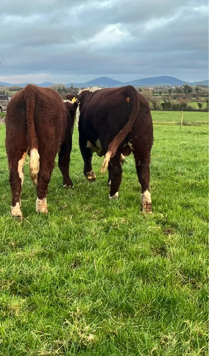 Hereford Bulls - Image 4