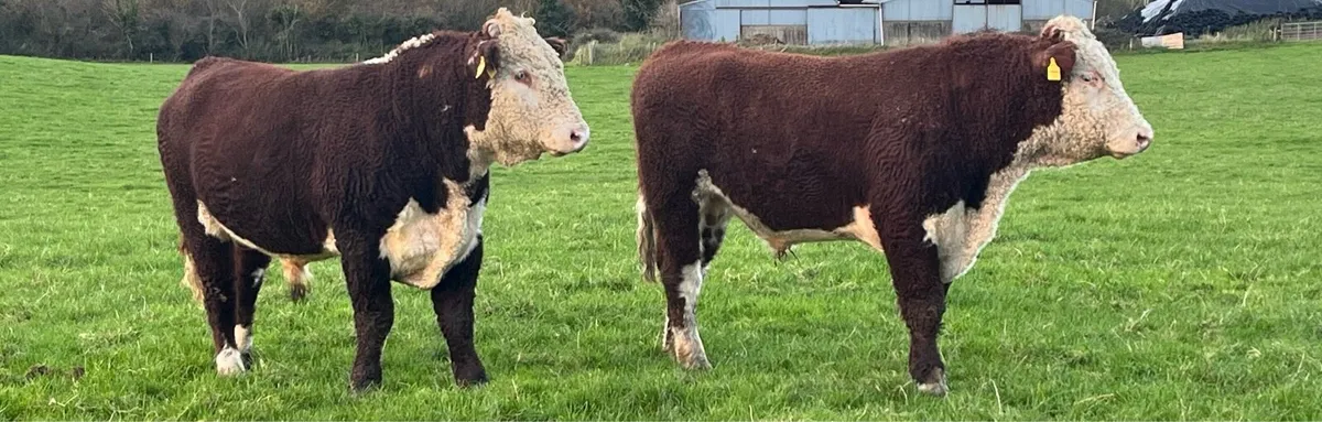 Hereford Bulls - Image 1