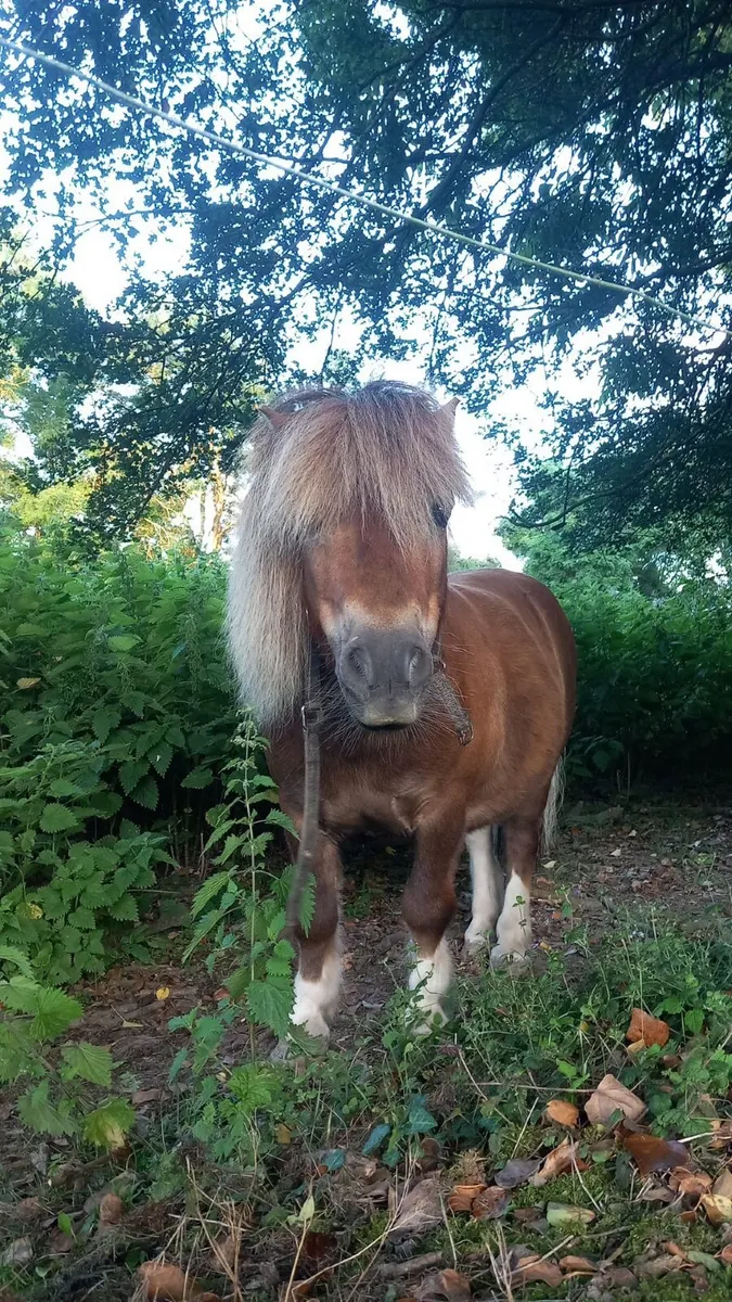 2 Miniature Shetland Ponies - Image 2