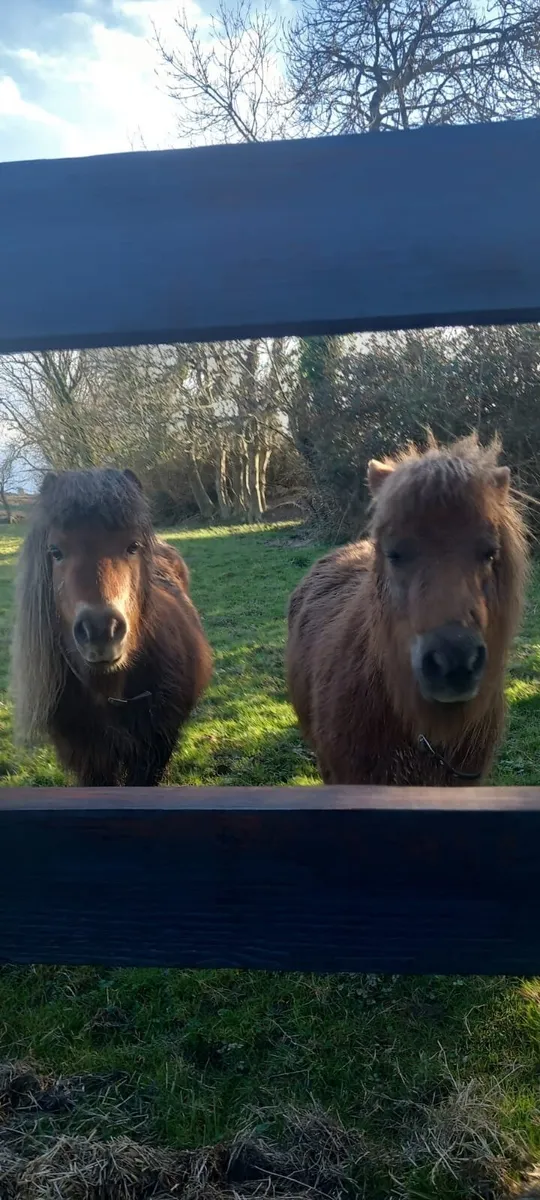 2 Miniature Shetland Ponies - Image 1