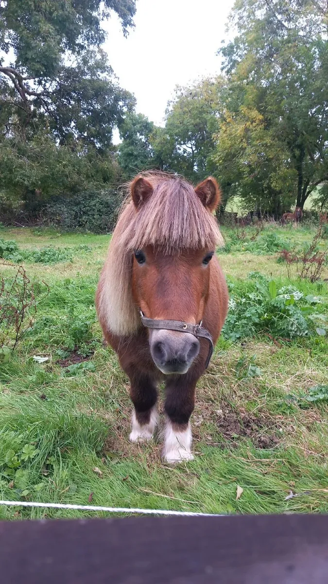 2 Miniature Shetland Ponies - Image 4