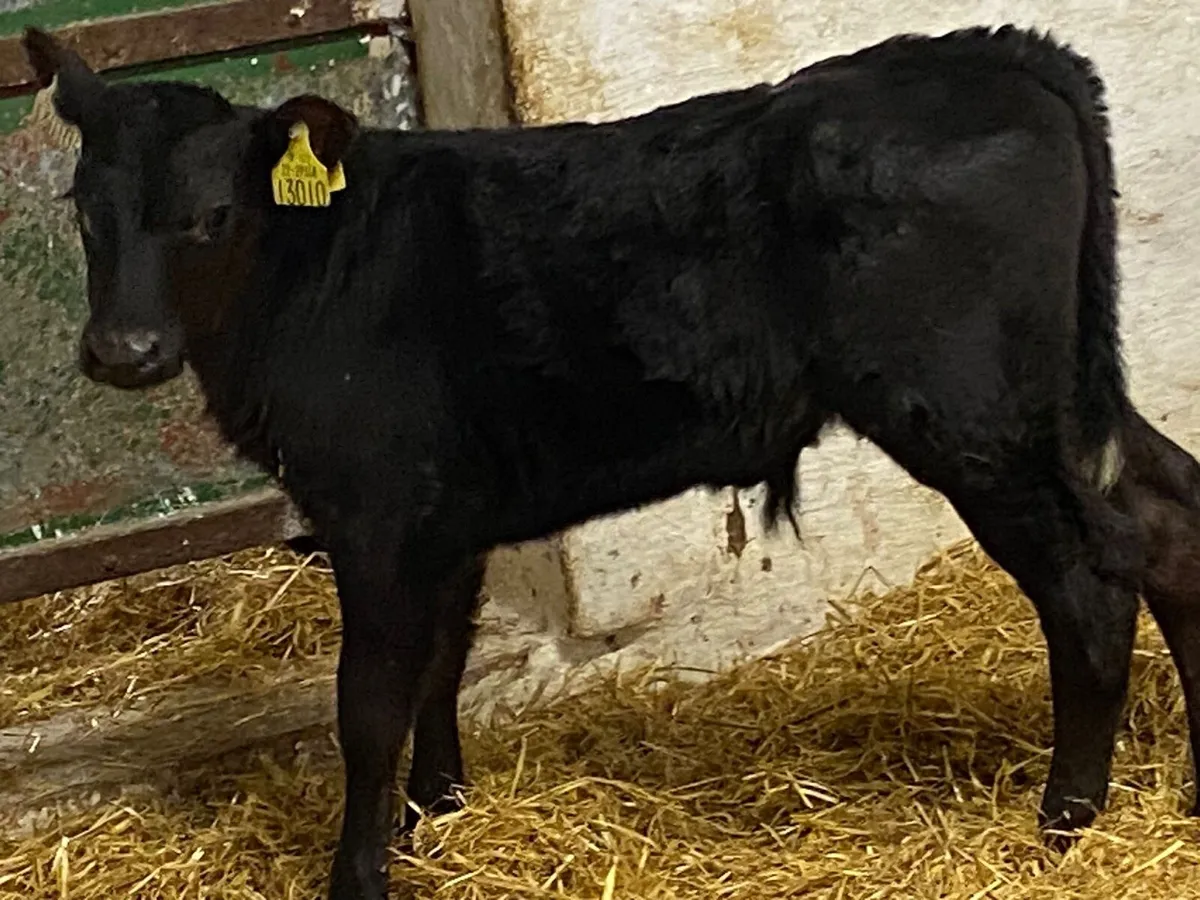 Calves For Sale - Image 2