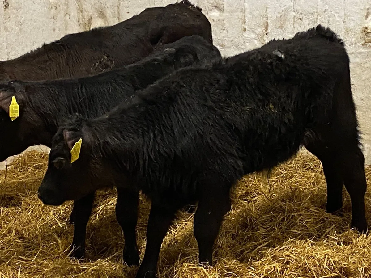 Calves For Sale - Image 3