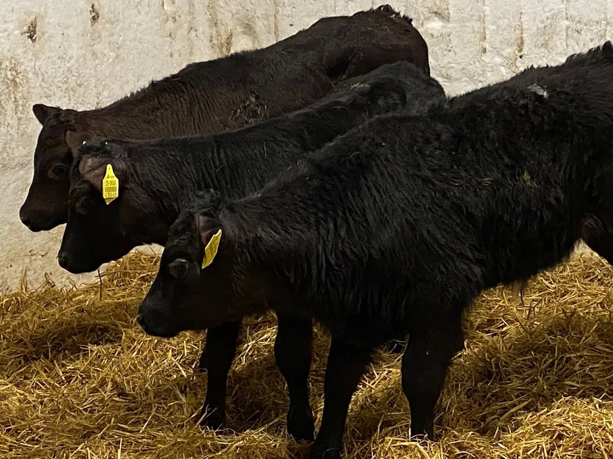 Calves For Sale - Image 4