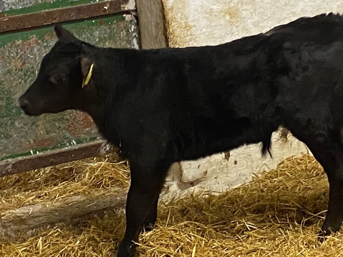 ANGUS CALVES FOR SALE - Image 4