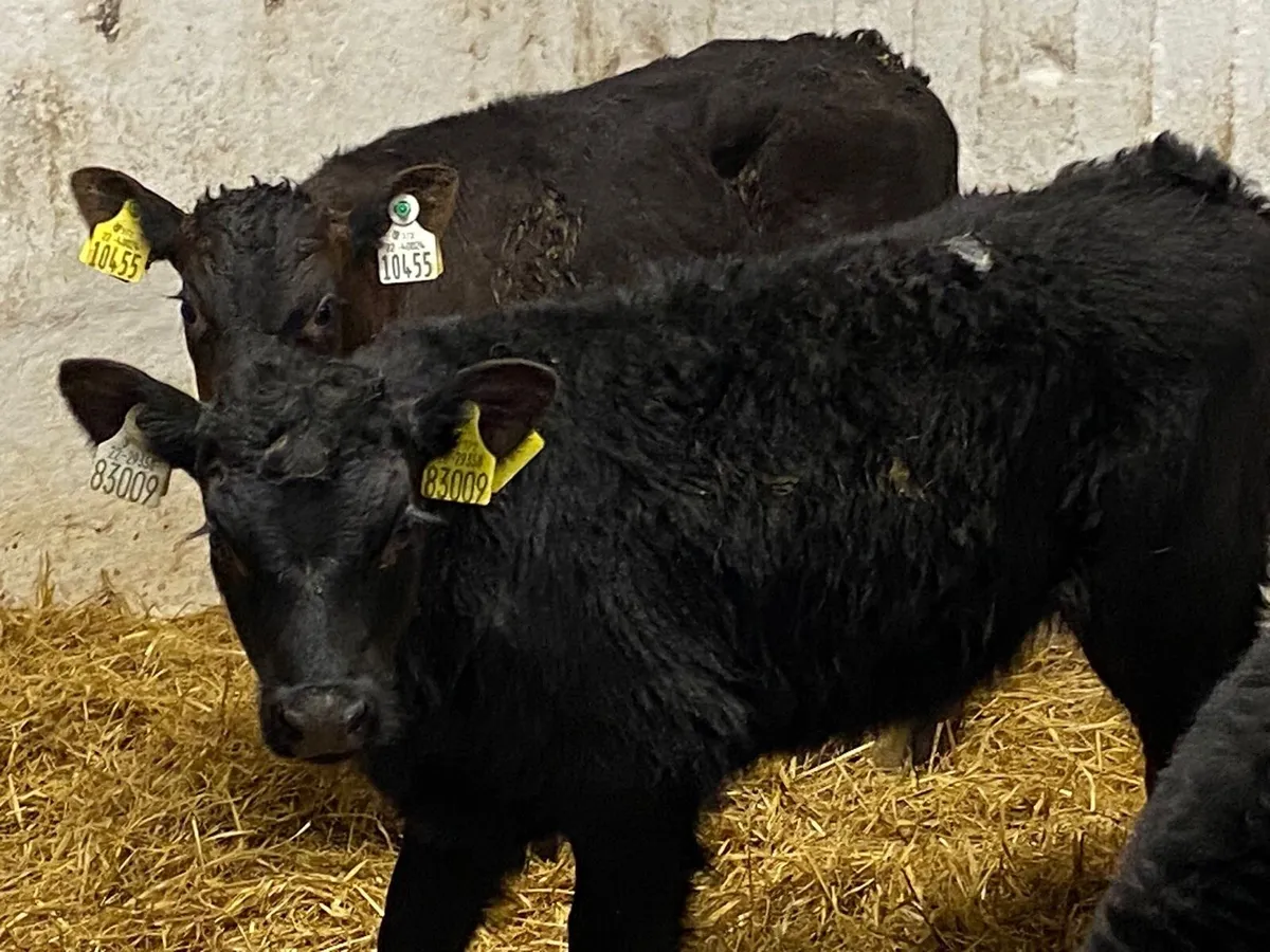 Calves For Sale - Image 1