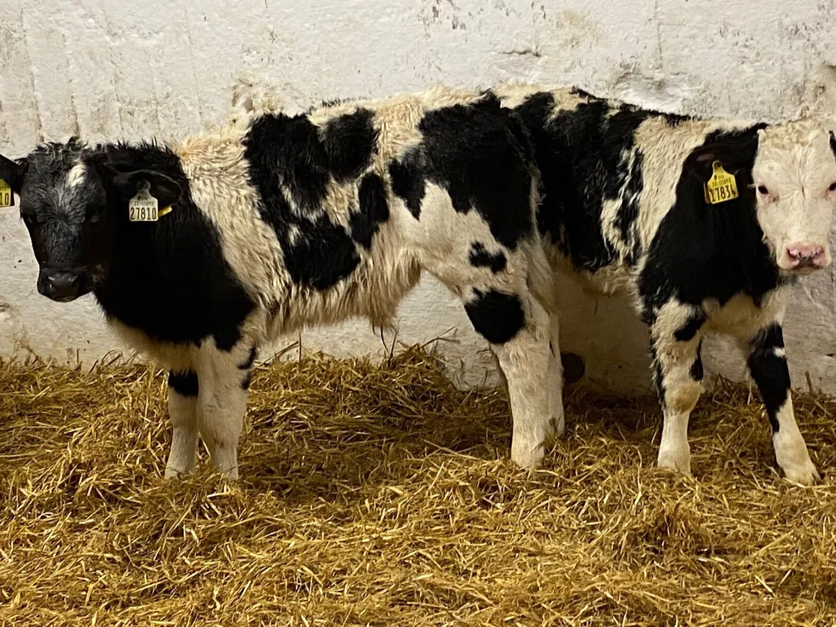 Serious Belgian Blue Bull Calves - Image 1