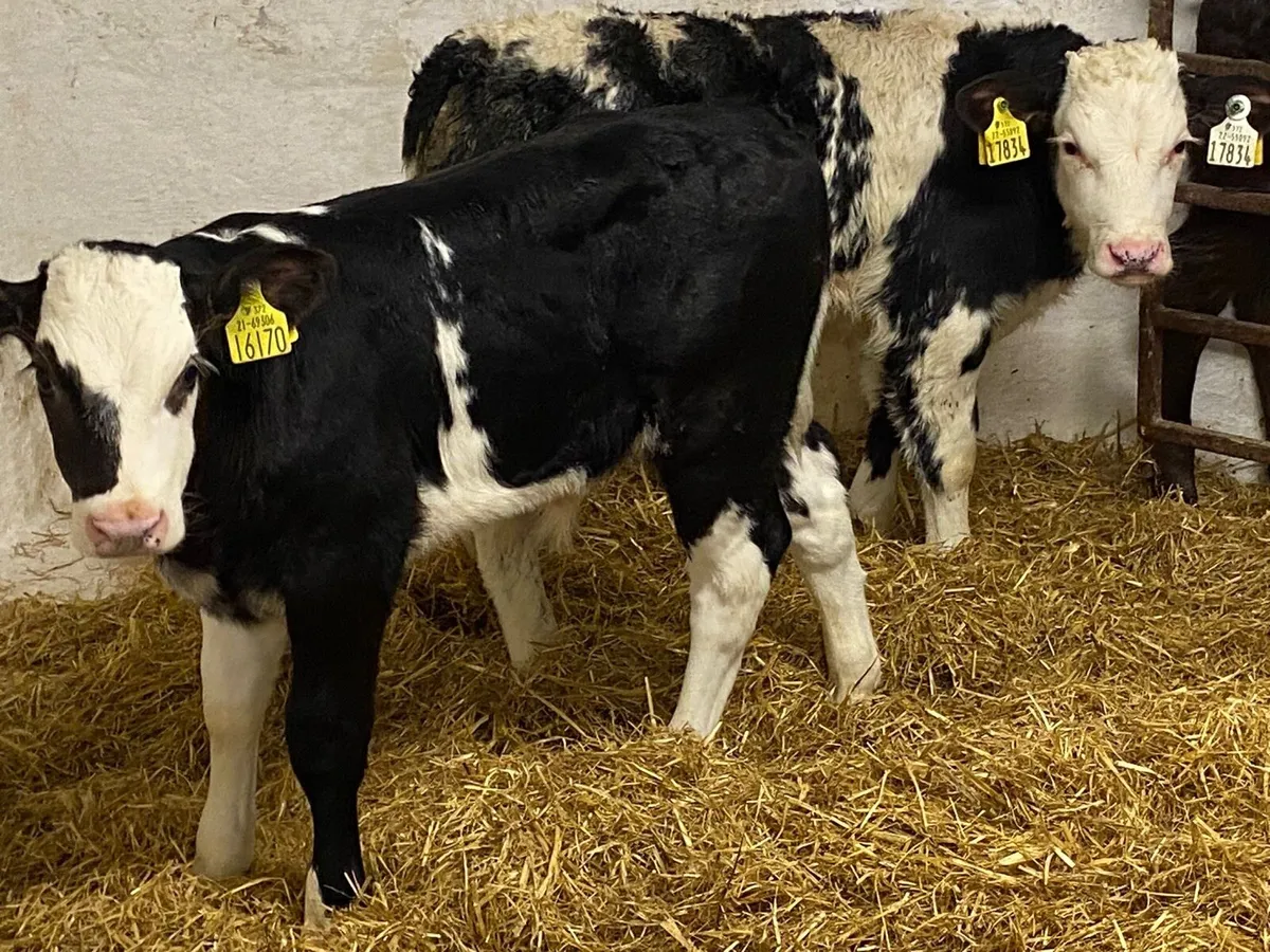 Serious Belgian Blue Bull Calves - Image 2