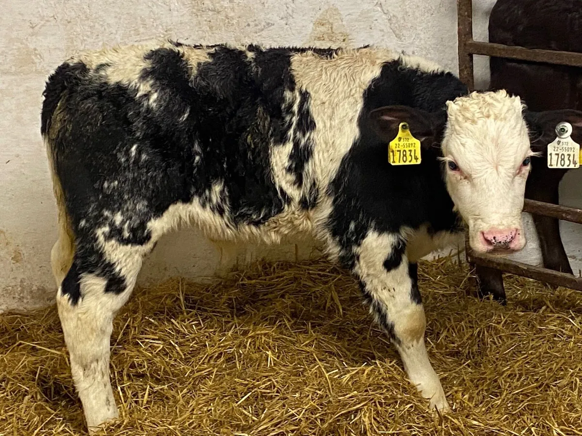 Serious Belgian Blue Bull Calves - Image 3