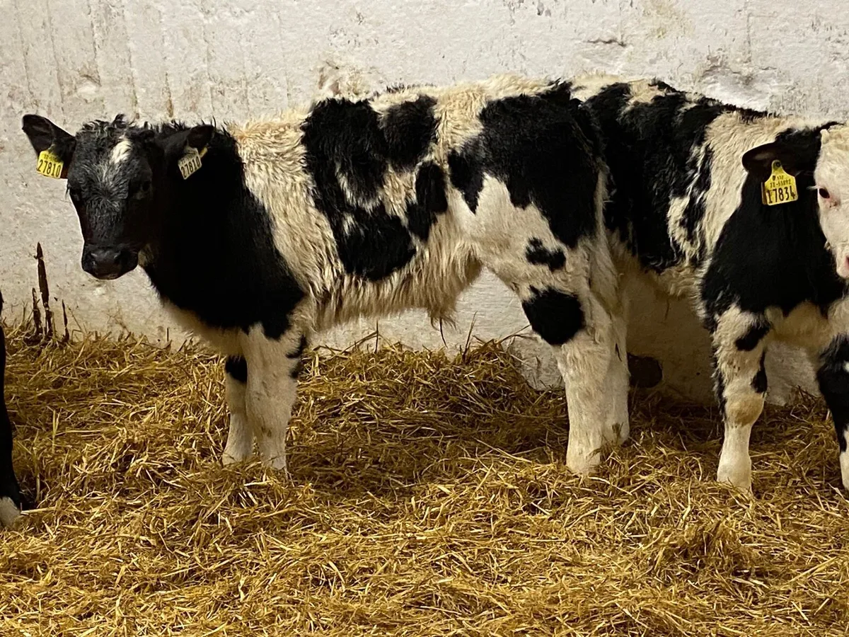 Serious Belgian Blue Bull Calves - Image 4