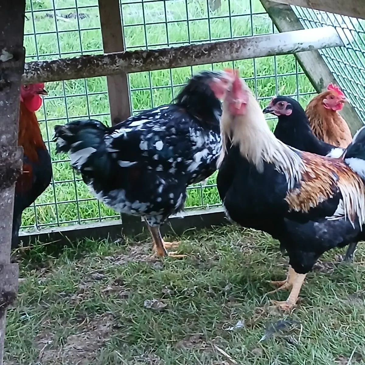Rooster x 3 - Image 1