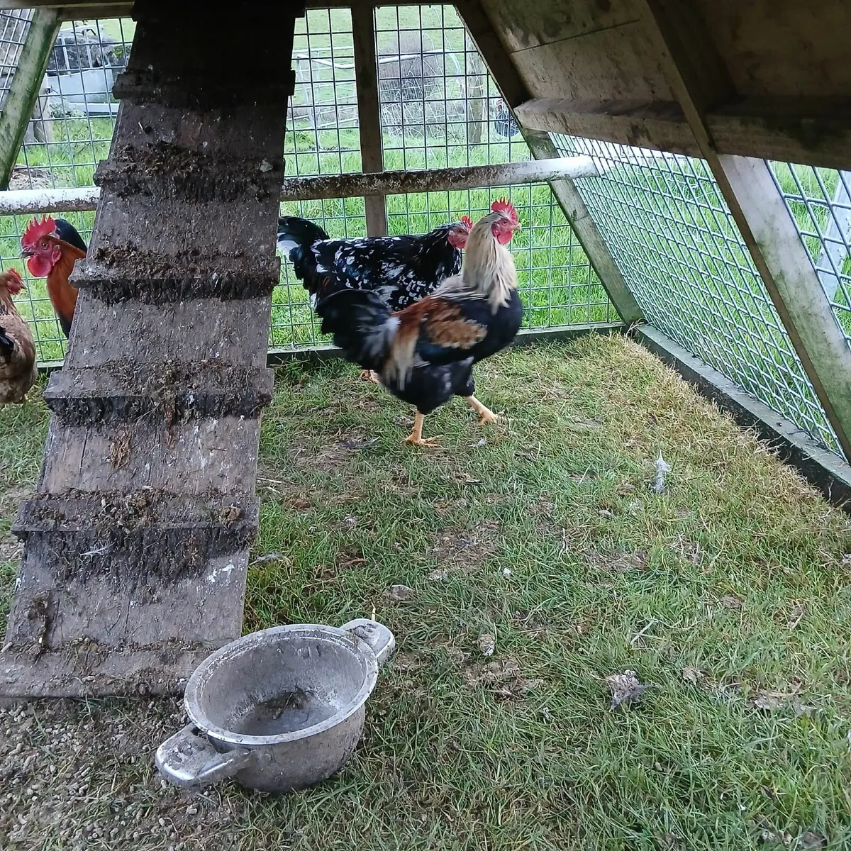 Rooster x 3 - Image 2