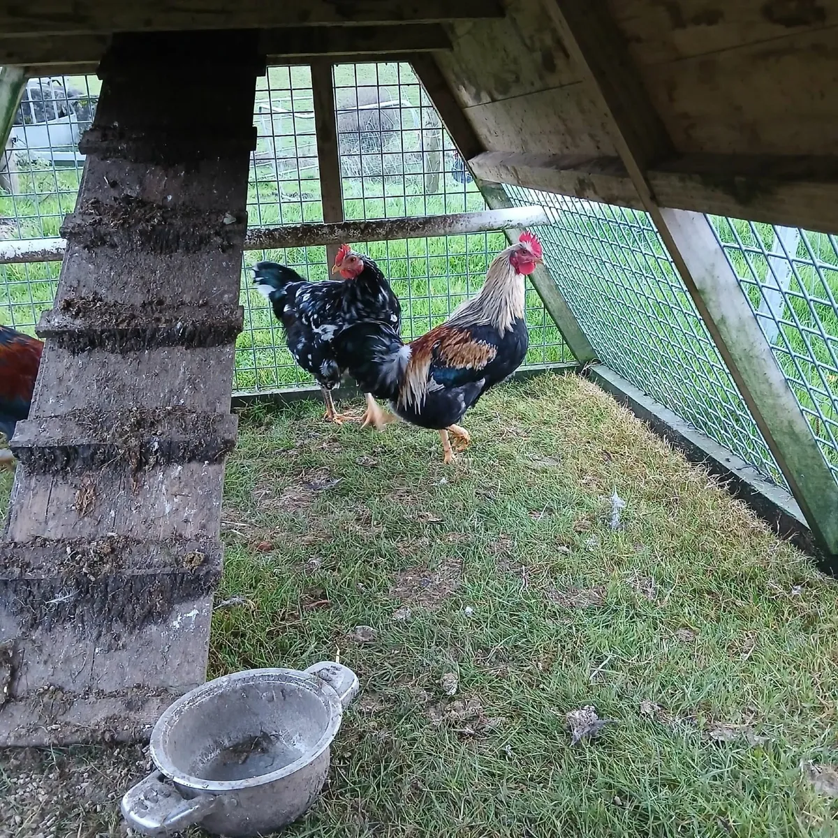 Rooster x 3 - Image 3