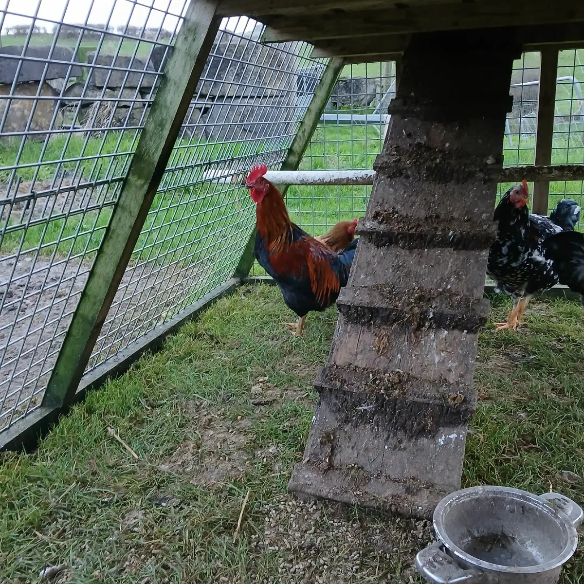 Rooster x 3 - Image 4