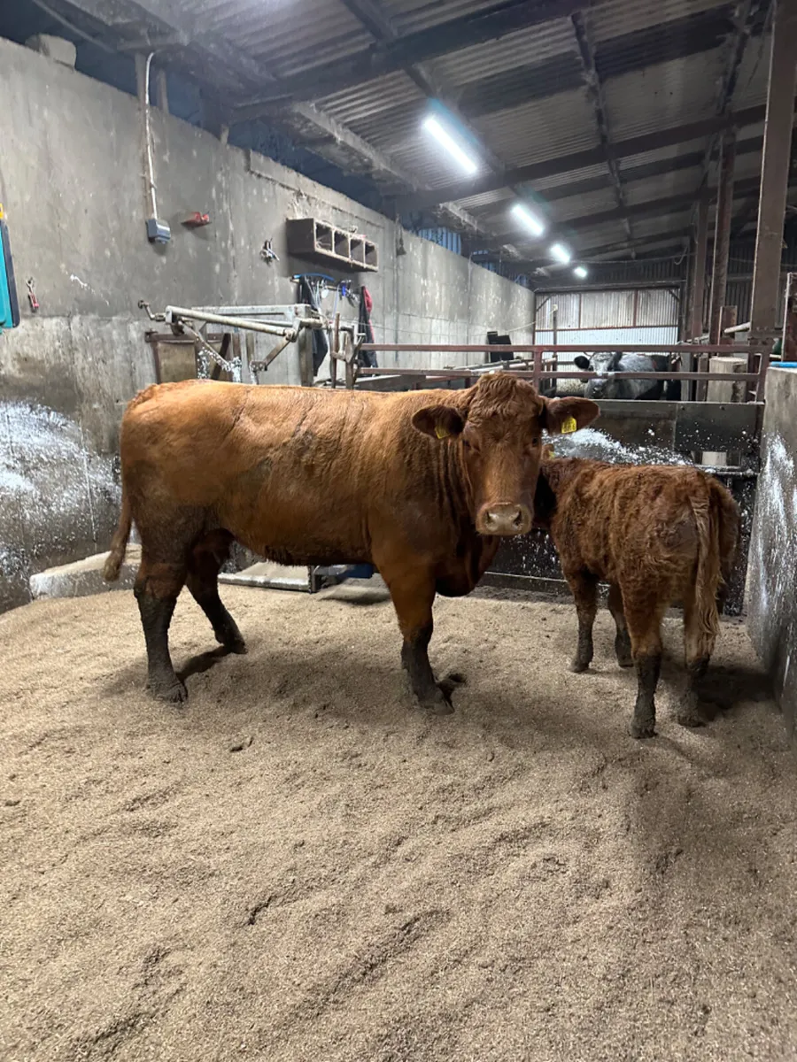 Lim heifer and calve - Image 3