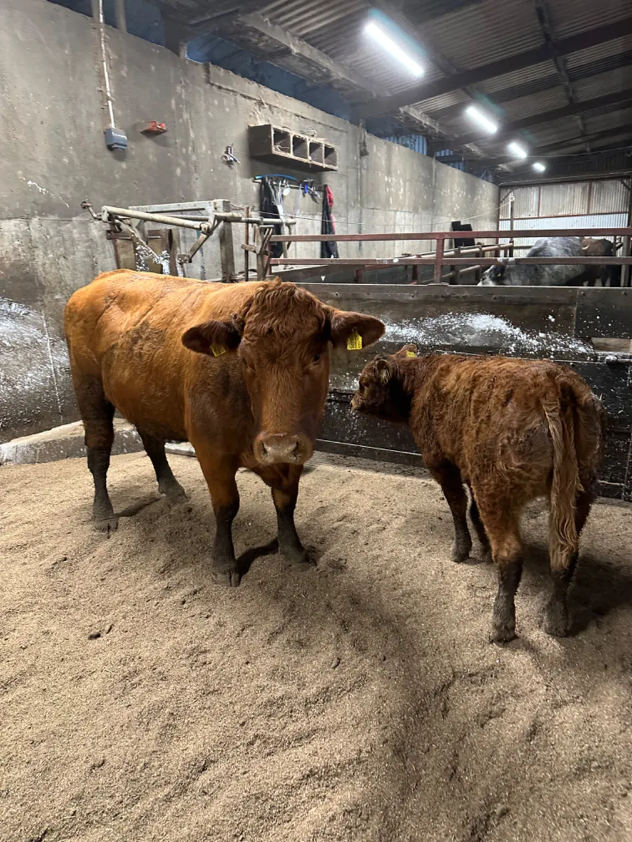 Lim heifer and calve - Image 1