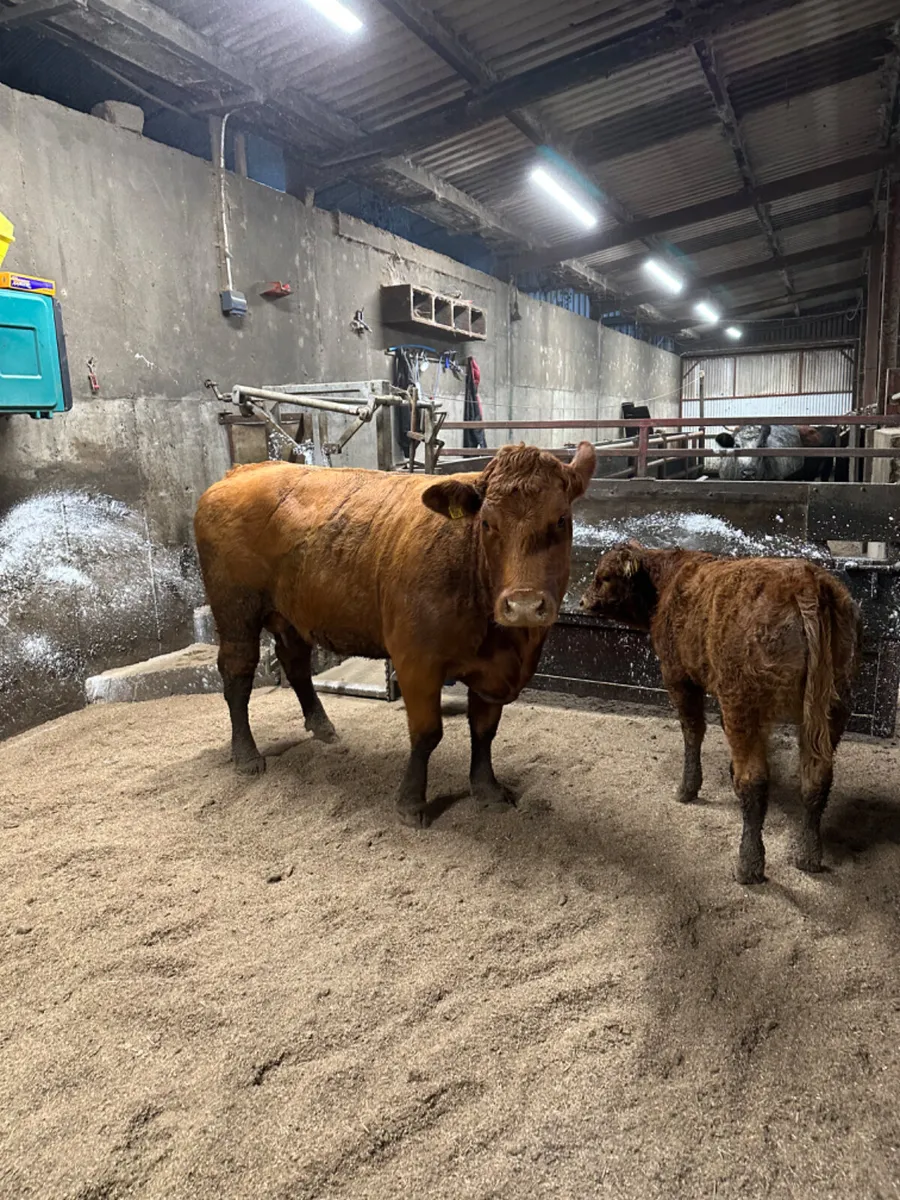 Lim heifer and calve - Image 2