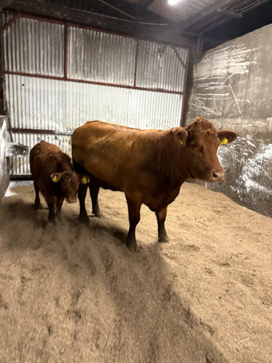 Lim heifer and calve - Image 4
