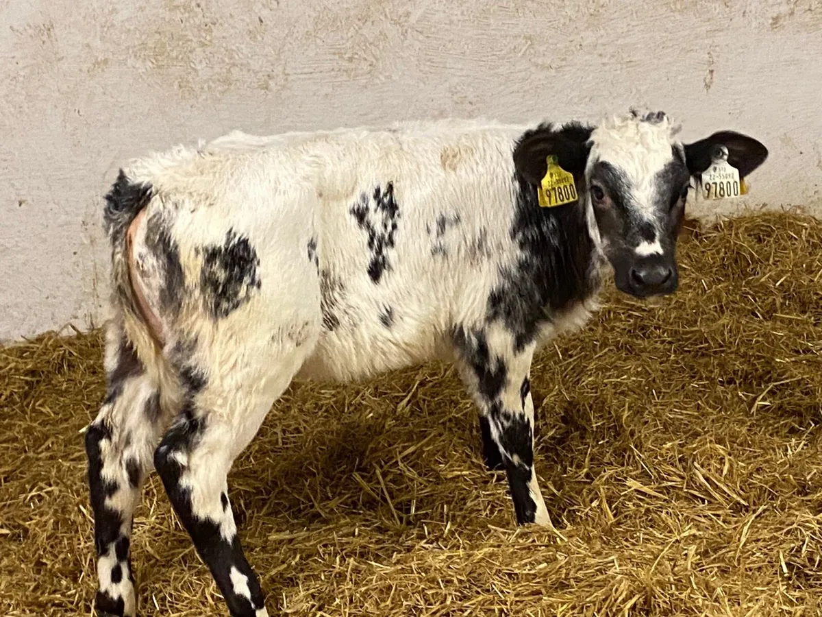 Smashing BB Heifer Calves - Image 1