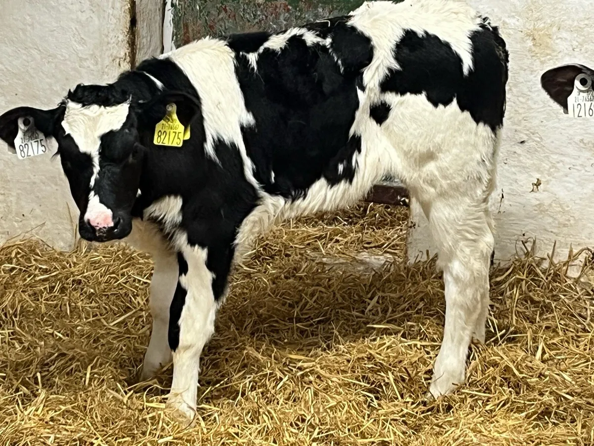 Smashing BB Heifer Calves - Image 2