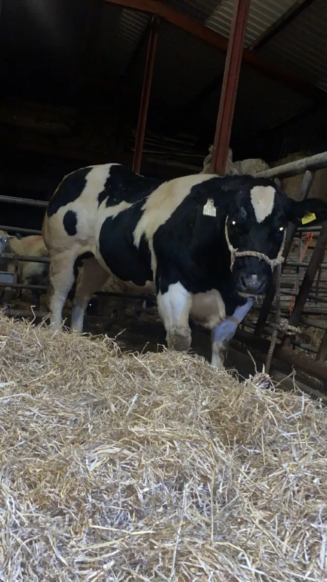 🌟Lot 417 Carrick 24th November 🌟 - Image 1